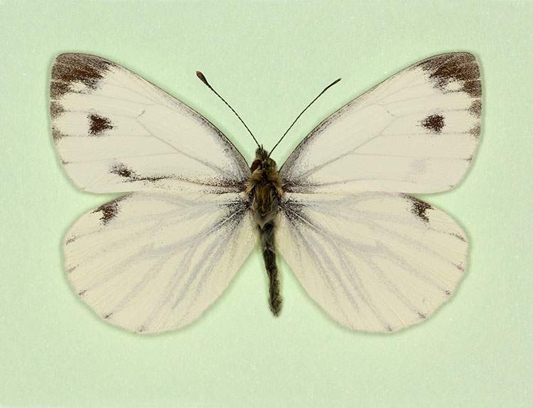 Pieris napi (gynandromorph) (Internet Image property of respective owner, non-commercial use only)